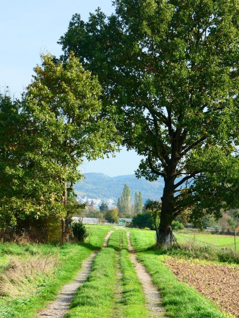Chemin d'accès menant à des champs cultivés