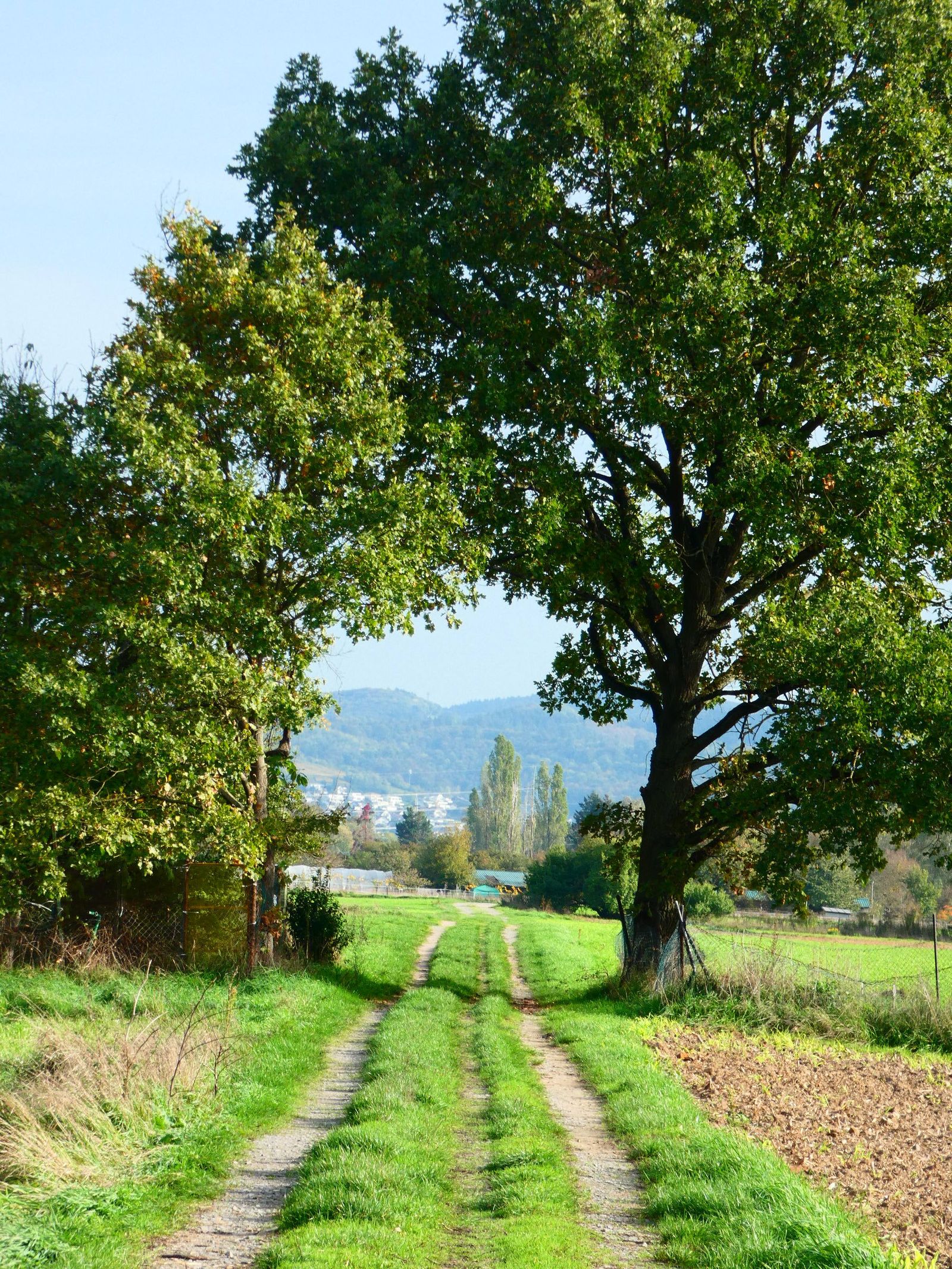 Chemin d'accès herbeux menant à des champs depuis la route, exemple de desserte d'une parcelle