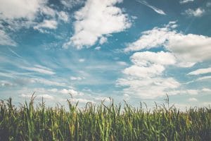 Champ cultivé en zone agricole, terrain susceptible d être soumis au droit de préemption de la SAFER