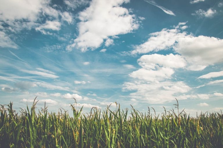 Champ cultivé en zone agricole, terrain susceptible d être soumis au droit de préemption de la SAFER